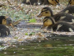Enten Familie